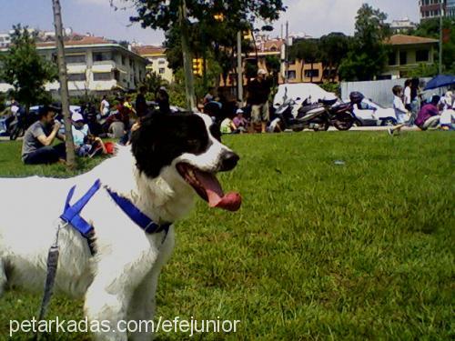 efe Erkek Border Collie