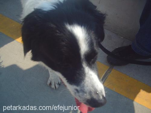 efe Erkek Border Collie