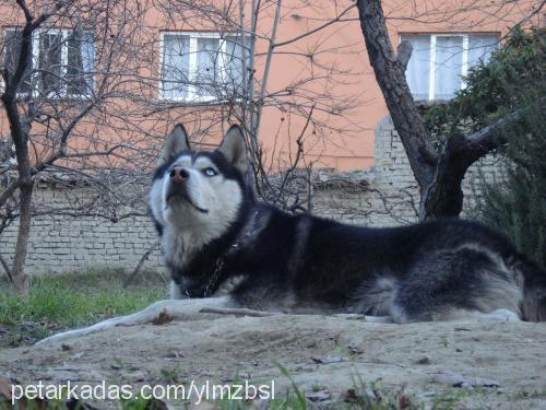 gölgeeeeeeebaba Erkek Sibirya Kurdu (Husky)