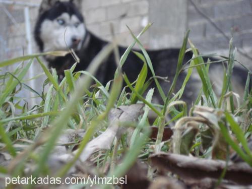 gölgeeeeeeebaba Erkek Sibirya Kurdu (Husky)