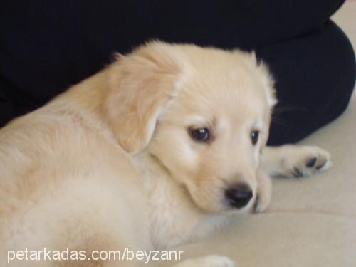 lİnda Dişi Golden Retriever