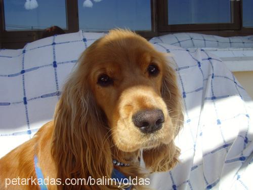 balım Dişi İngiliz Cocker Spaniel