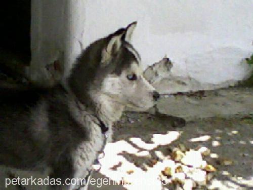 rex Erkek Sibirya Kurdu (Husky)