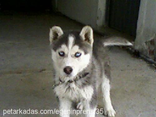 rex Erkek Sibirya Kurdu (Husky)