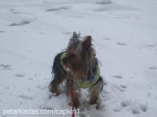 çapkın Erkek Yorkshire Terrier