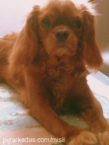 misi Dişi Cavalier King Charles Spanieli