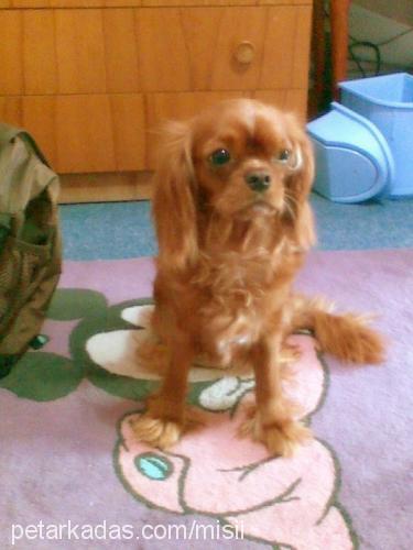 misi Dişi Cavalier King Charles Spanieli