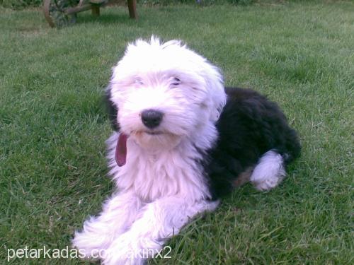 betty Dişi Old English Sheepdog