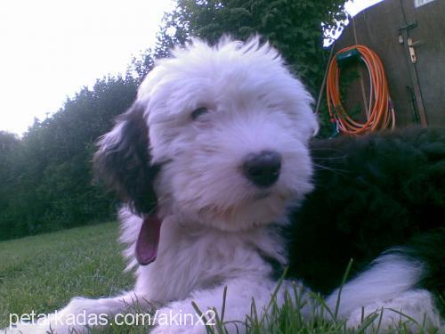 betty Dişi Old English Sheepdog