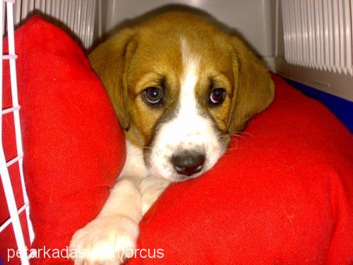 kaymak Erkek Beagle