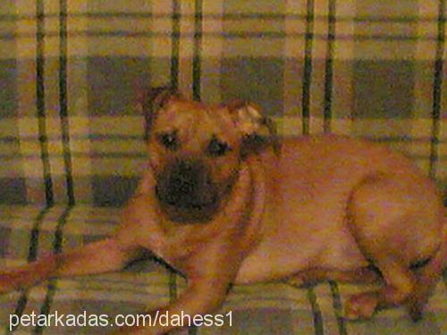 clara Dişi Amerikan Staffordshire Terrier