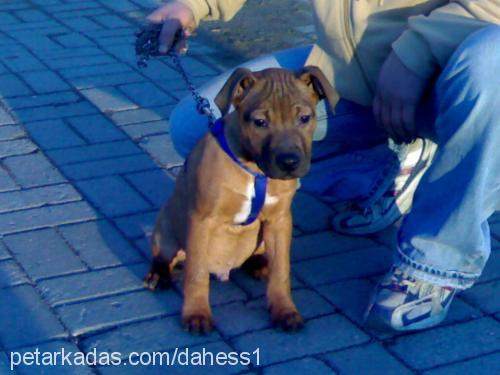 clara Dişi Amerikan Staffordshire Terrier