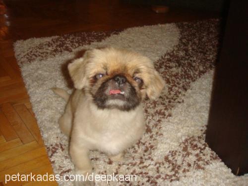 denny Erkek Pekingese