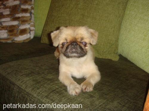 denny Erkek Pekingese