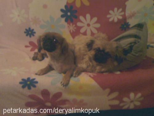 zeytin Dişi Pekingese