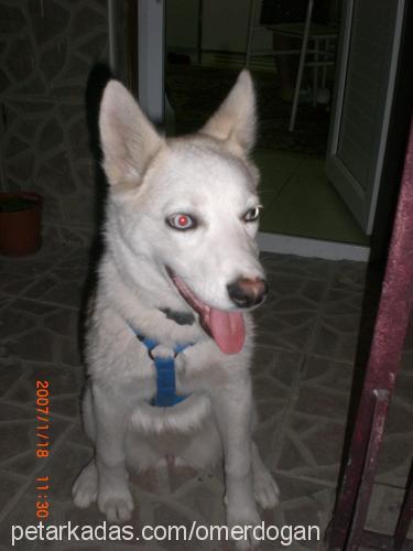 zeyna Dişi Sibirya Kurdu (Husky)