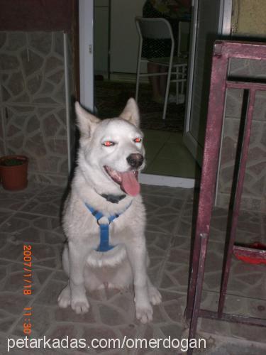 zeyna Dişi Sibirya Kurdu (Husky)