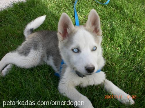 zeyna Dişi Sibirya Kurdu (Husky)