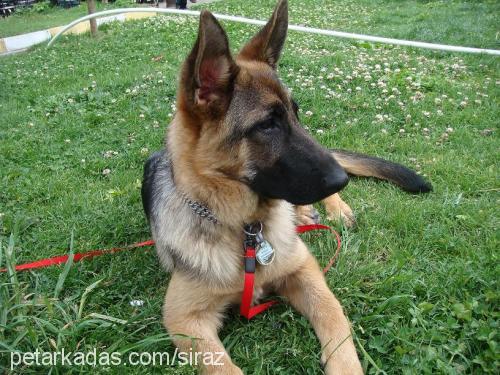 shiraz Dişi Alman Çoban Köpeği