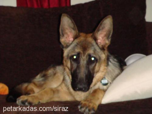 shiraz Dişi Alman Çoban Köpeği