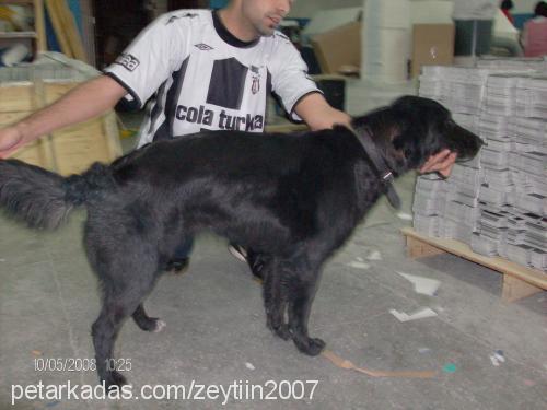 zeytin Dişi Labrador Retriever