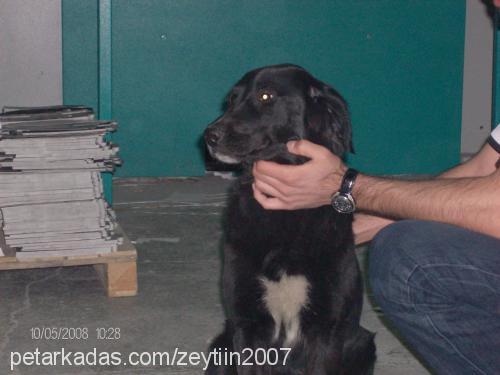 zeytin Dişi Labrador Retriever