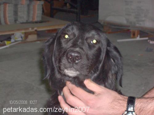 zeytin Dişi Labrador Retriever