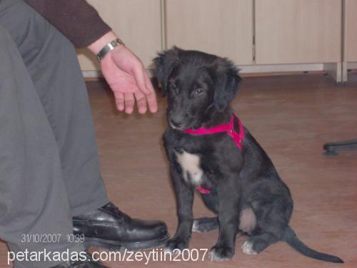 zeytin Dişi Labrador Retriever