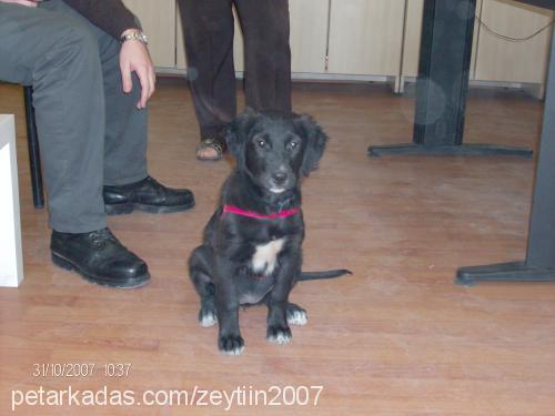 zeytin Dişi Labrador Retriever