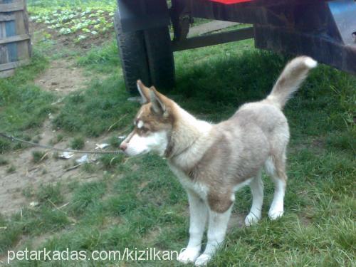 haydut Erkek Sibirya Kurdu (Husky)