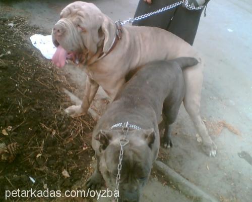 duman Dişi Napoliten Mastiff