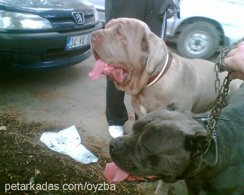 duman Dişi Napoliten Mastiff