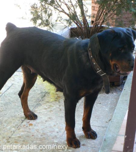 nexy Dişi Rottweiler