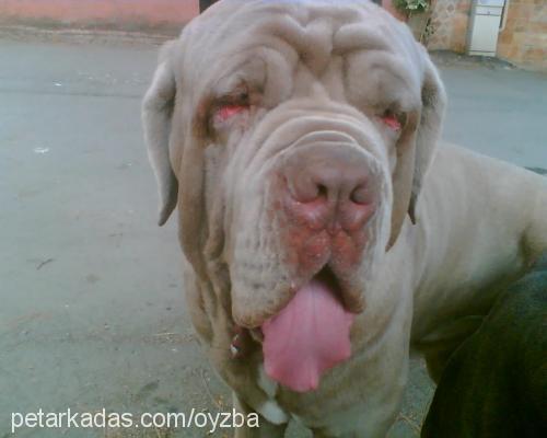 duman Dişi Napoliten Mastiff