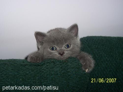 patisu Dişi British Shorthair