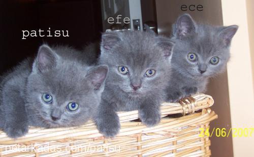 patisu Dişi British Shorthair