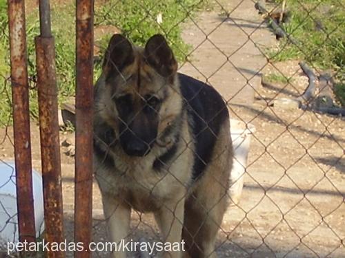 leydi Dişi Alman Çoban Köpeği