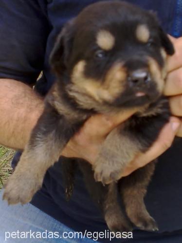 paşa Erkek Rottweiler