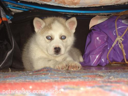 pıtır Dişi Sibirya Kurdu (Husky)