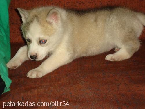 pıtır Dişi Sibirya Kurdu (Husky)