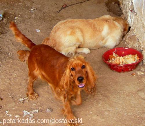 shannon Dişi Amerikan Cocker Spaniel