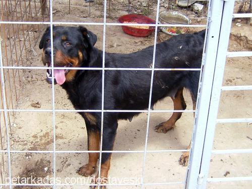 asi Dişi Rottweiler