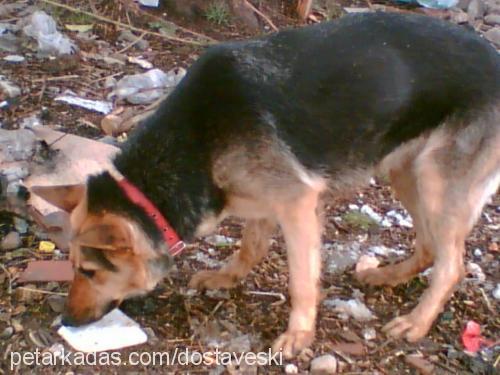 linda Dişi Alman Çoban Köpeği