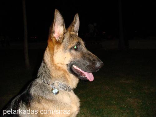 shiraz Dişi Alman Çoban Köpeği