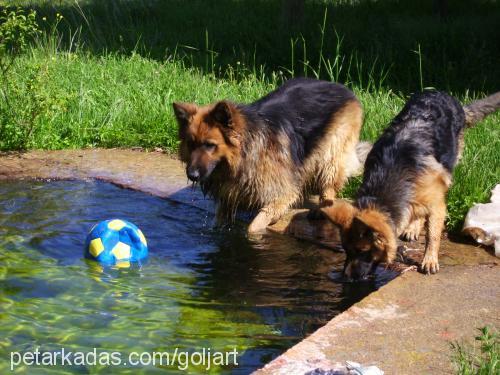 golyart Erkek Alman Çoban Köpeği