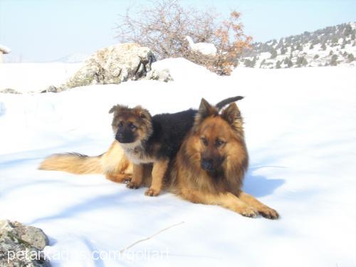 golyart Erkek Alman Çoban Köpeği