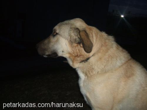 herkül Erkek Kangal