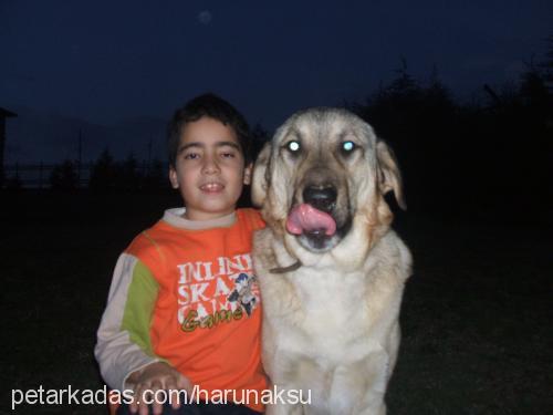 herkül Erkek Kangal