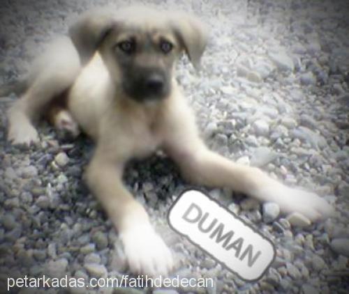 duman Erkek Kangal