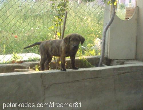 ateş Erkek Golden Retriever